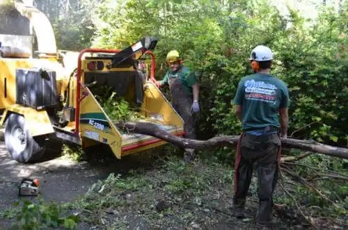 tree services Butte Creek Canyon